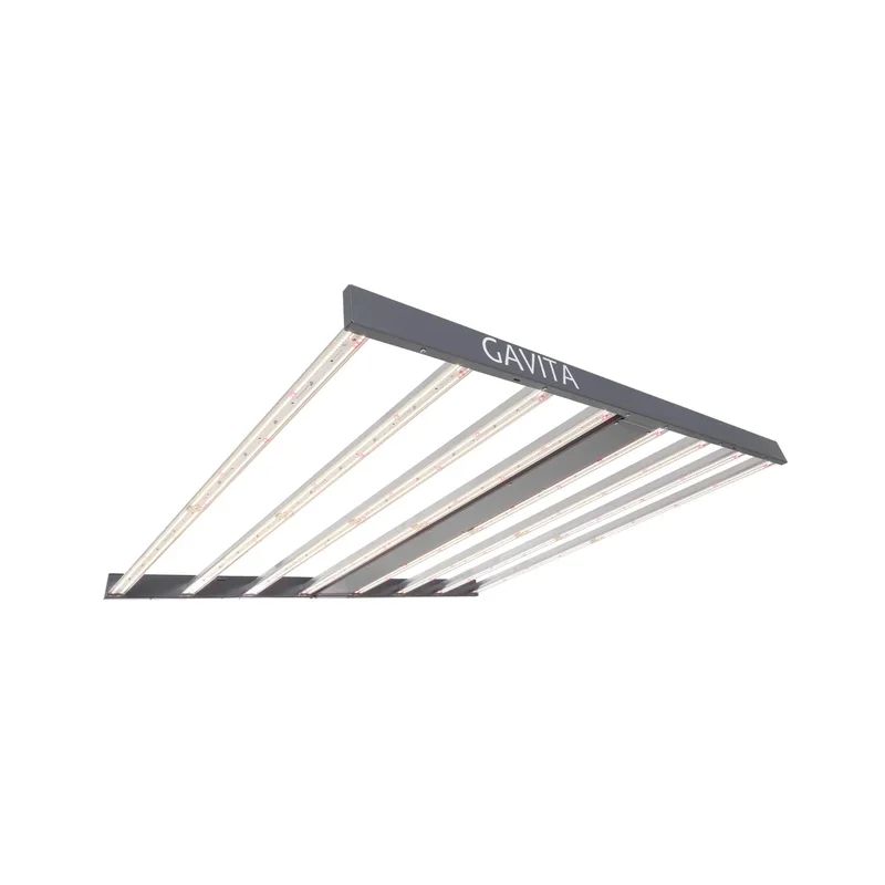 beeslighting32661201