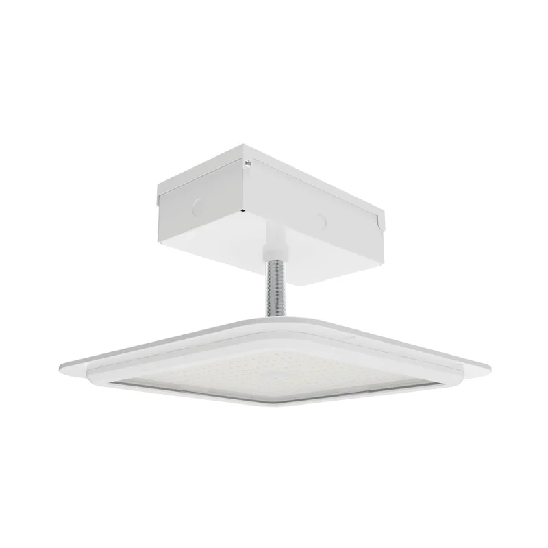 beeslighting32662674